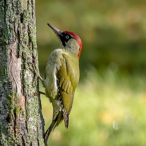 Green woodpecker