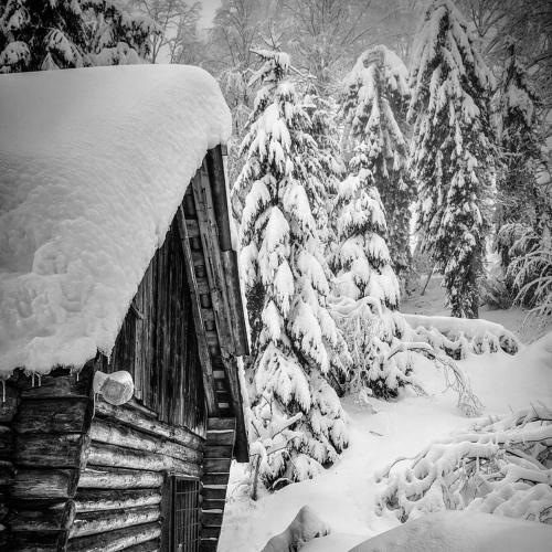 Photo #3695752