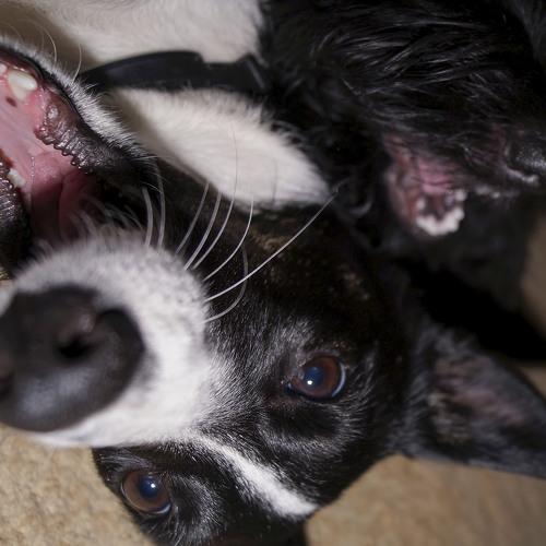 Photo #3700301