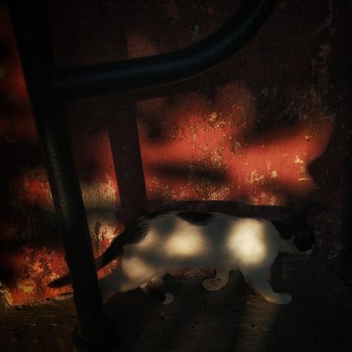 Photo #3700904