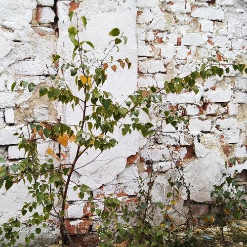 Photo #3700909