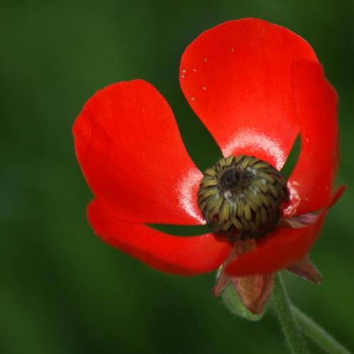 red flower