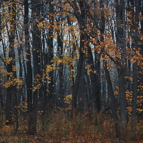 Photo #3702893
