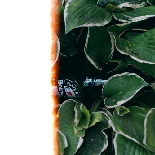Photo #3706306