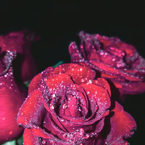 Photo #3708786