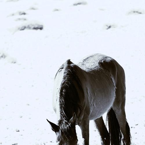 Photo #3708860