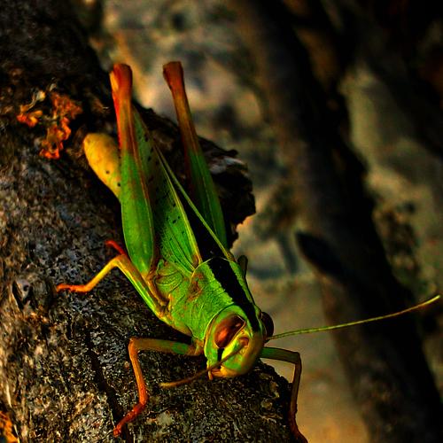 Photo #3710858