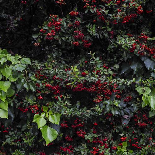 Photo #3711412