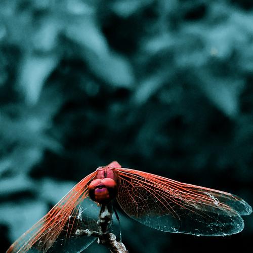 Photo #3712469
