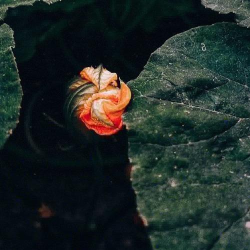 Photo #3712694