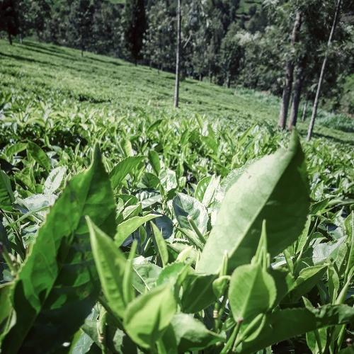 Photo #3713671
