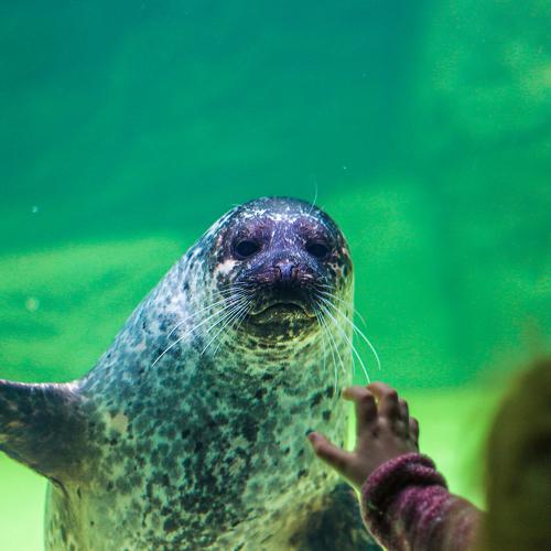A little girl waves a sea lion and he answers her.