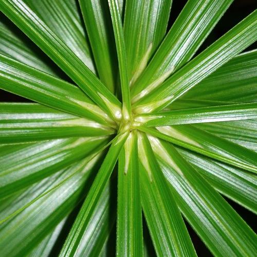 Life is green