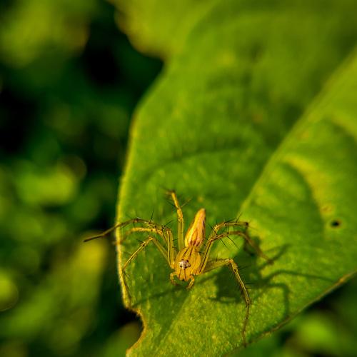 Burmese Lynx Spider