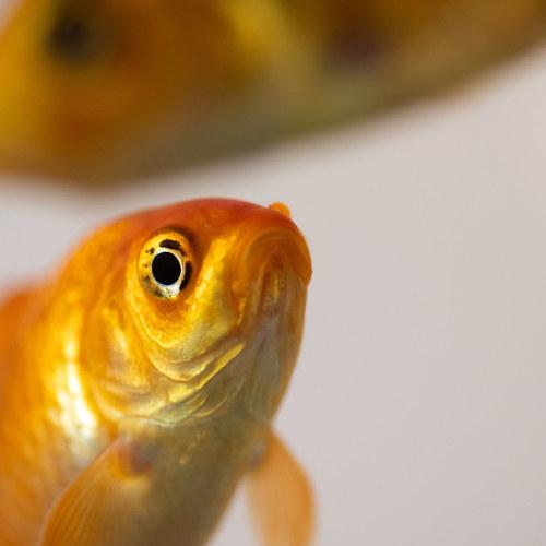 Photo #3717290