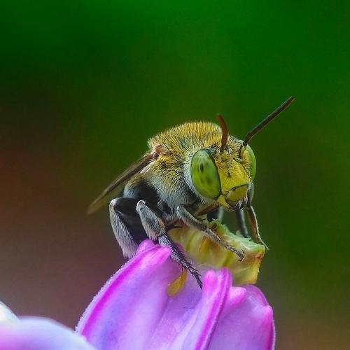 THIS IS MY FLOWER