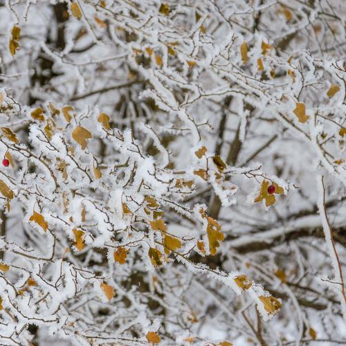Photo #3719617