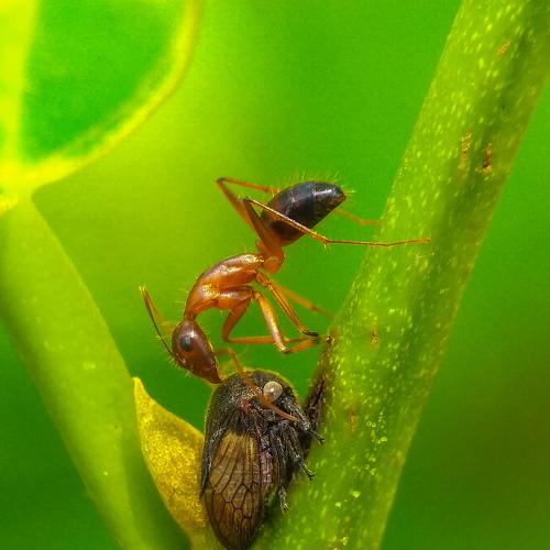A HONEY RELATIONSHIP