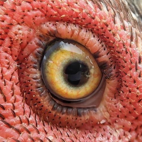 Photo #3720128
