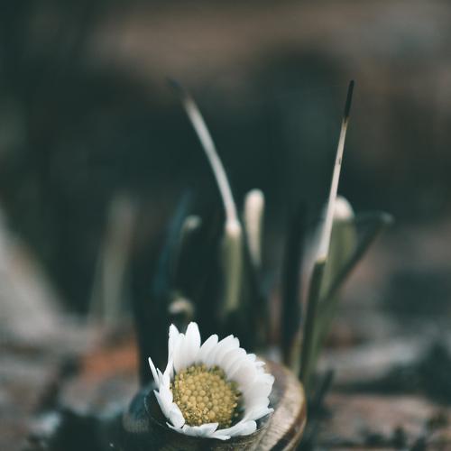 Photo #3721231