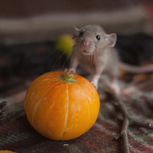 Photo #3723467