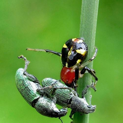 Mating anD  lunch