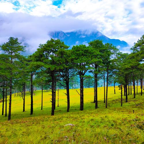 Green and mountain