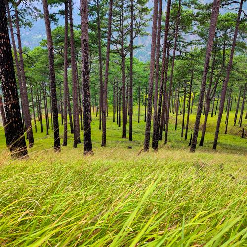 Pines and doorways
