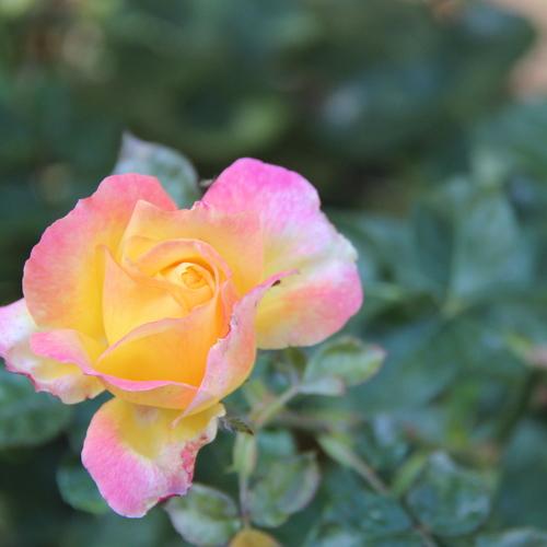 Photo #3725638