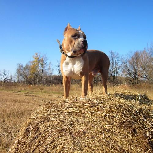 Photo #3727609