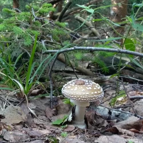 Photo #3728006