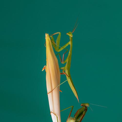Photo #3728432