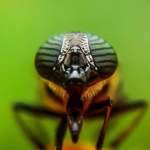 Photo #3733010
