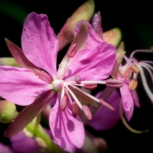 Photo #3733141