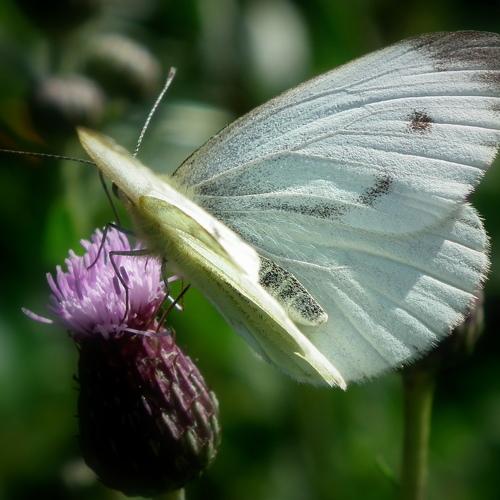 Photo #3733189