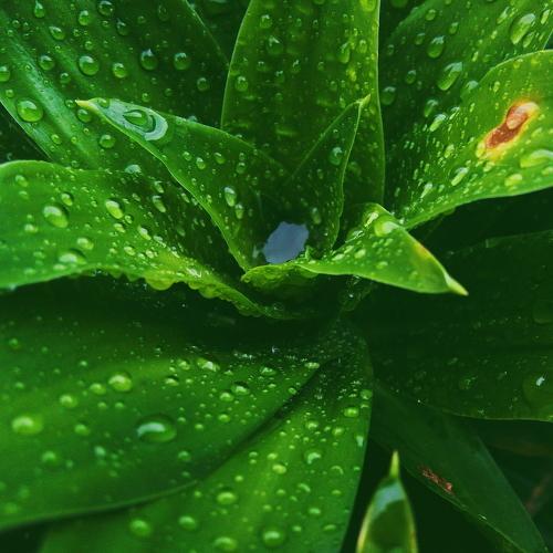 Monsoon Green