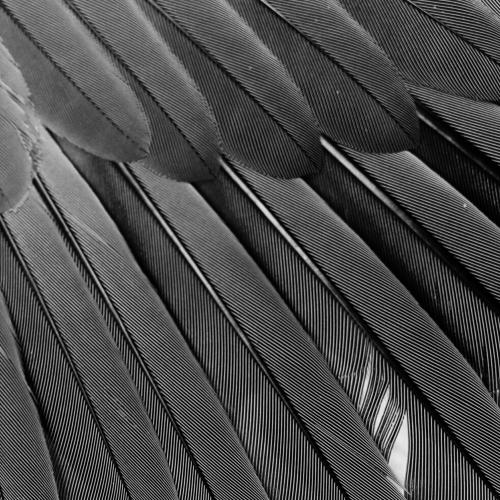 Feather