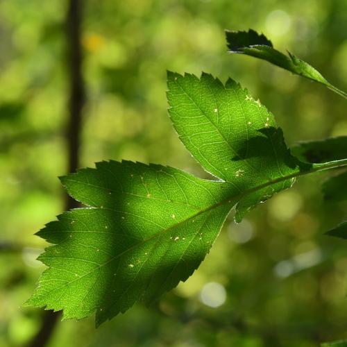 Photo #3735352