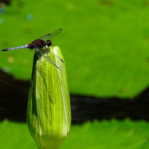 Photo #3735852