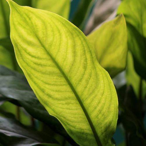 ID: The Simple And Beautiful Leaves