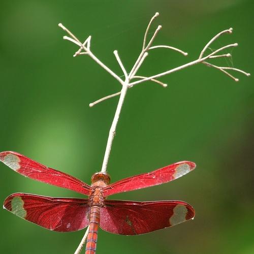 Photo #3737010