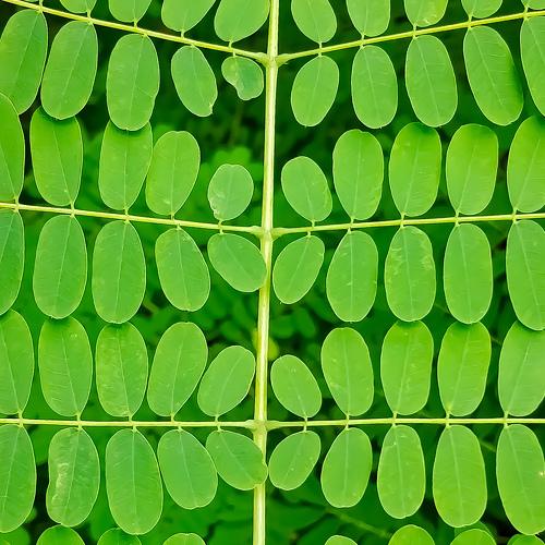 Nature Pattern