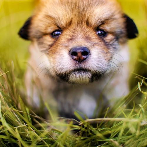Photo #3739302
