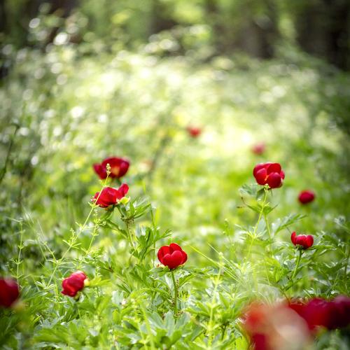 Photo #3739456