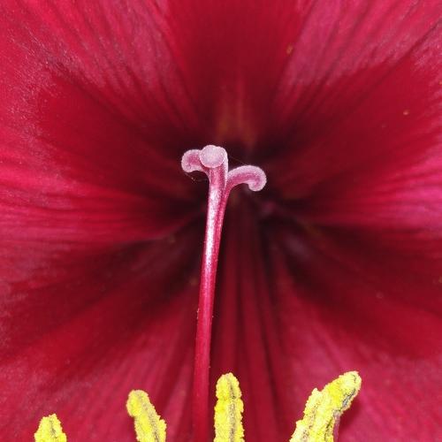 Quen Amaryllis