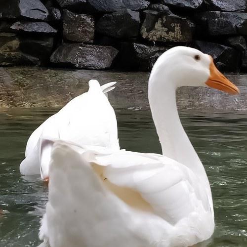 Photo #3739639