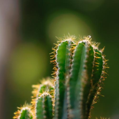 Photo #3739780