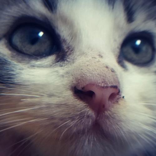 'Tigra' The Kitten