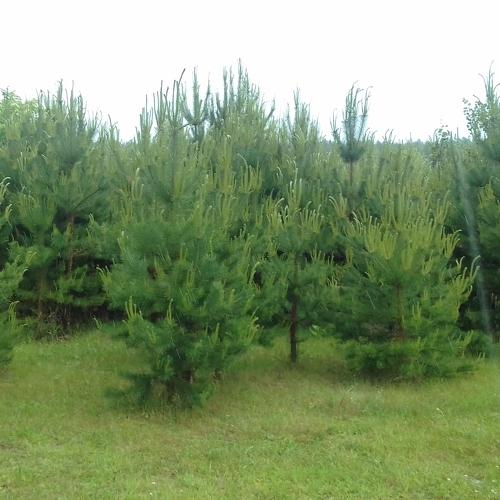 Photo #3739976