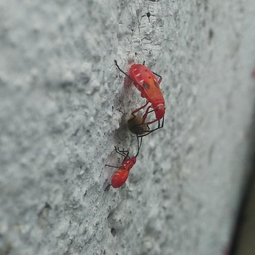 Red Insects